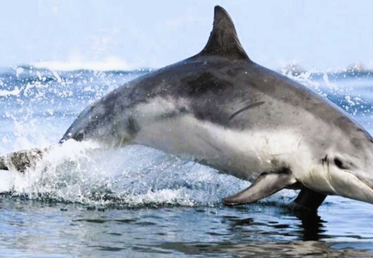 Appartement à Le Conquet - Au Poisson Perché - 2 personnes